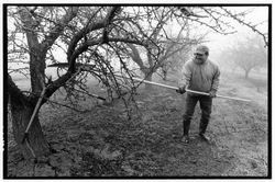 pruning apricots